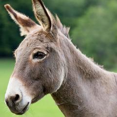 donkey 